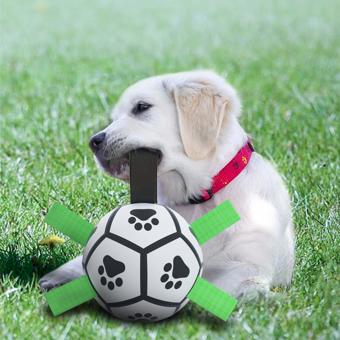 Dog Interactive Ball